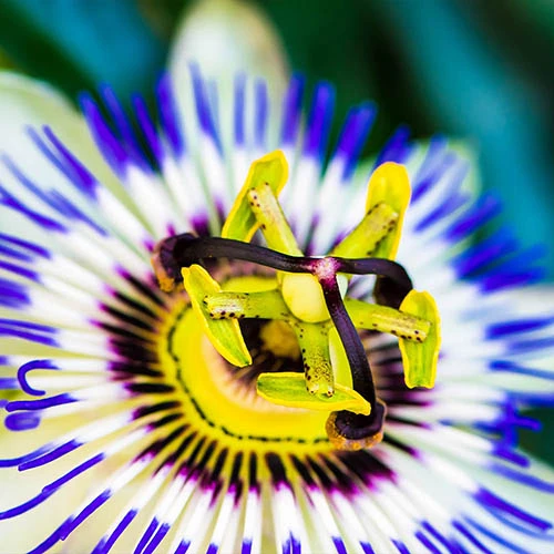 Passiflora Caerulea 2L 90cm Cane - Image 2