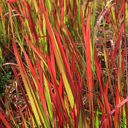 Imperata 'Red Baron' - Blood Grass - Image 2