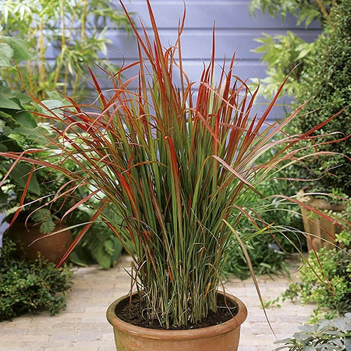 Imperata 'Red Baron' - Blood Grass - Image 3