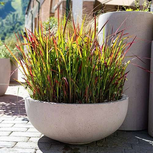 Imperata 'Red Baron' - Blood Grass - Image 4