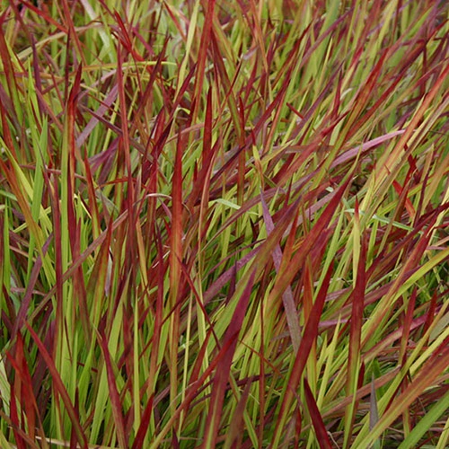 Imperata 'Red Baron' - Blood Grass - Image 5