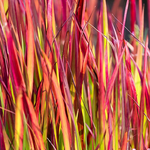 Imperata 'Red Baron' - Blood Grass - Image 6