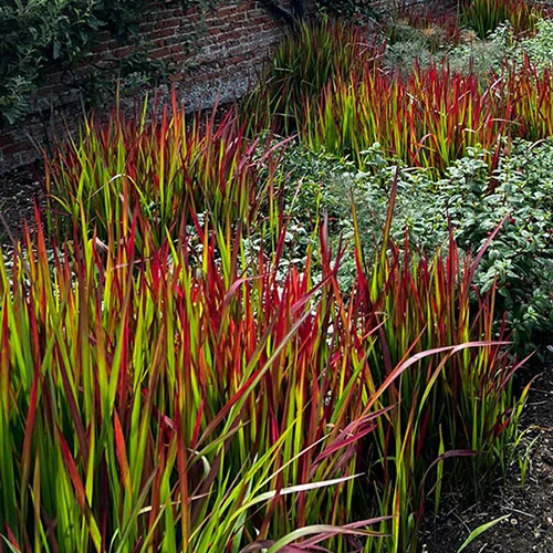 Imperata 'Red Baron' - Blood Grass - Image 7