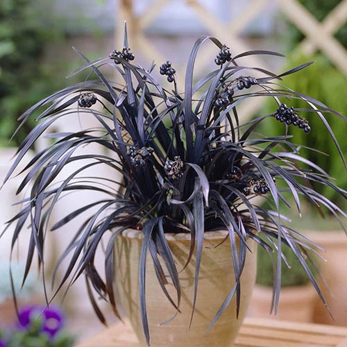 Ophiopogon ? Black Dragon Grass