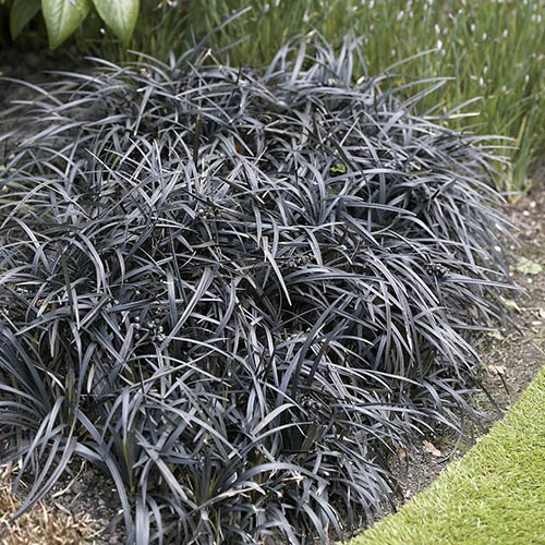 Ophiopogon ? Black Dragon Grass - Image 2