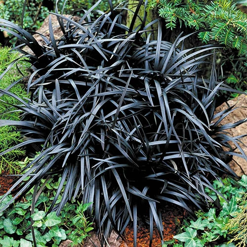 Ophiopogon ? Black Dragon Grass - Image 3