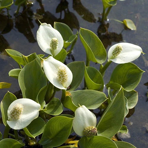 Pond Plant Collection - Image 2