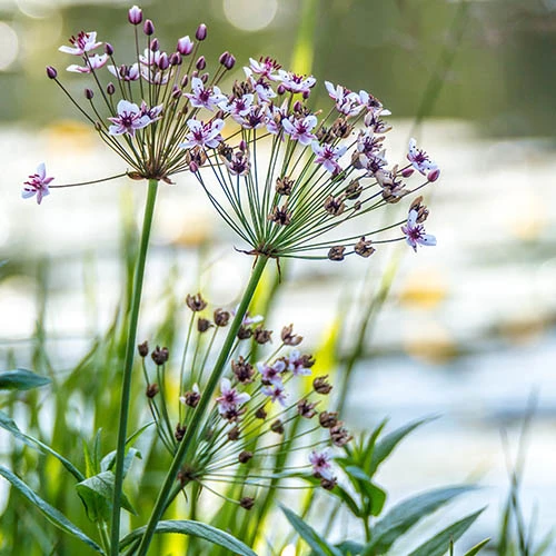 Pond Plant Collection - Image 3