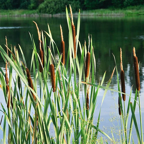 Pond Plant Collection - Image 4