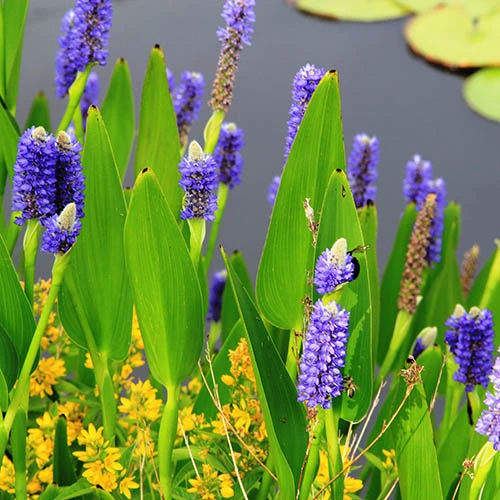 Pond Plant Collection - Image 6