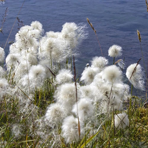 Pond Plant Collection - Image 7