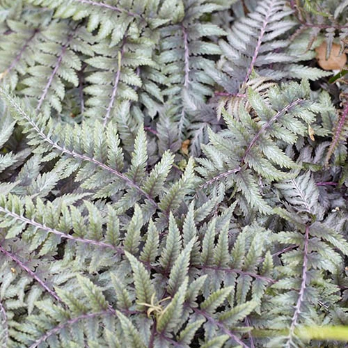 Colourful Hardy Fern Collection - Image 2