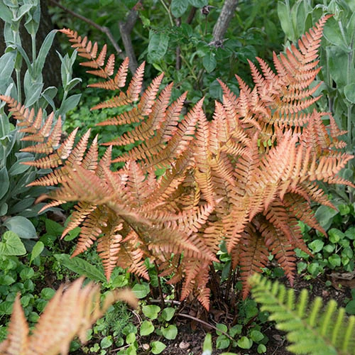 Colourful Hardy Fern Collection - Image 3