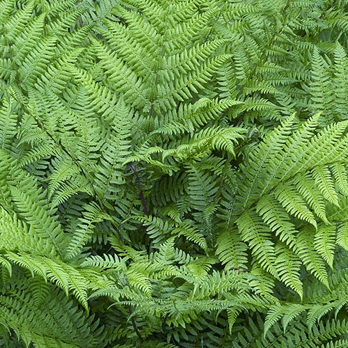 Colourful Hardy Fern Collection - Image 4