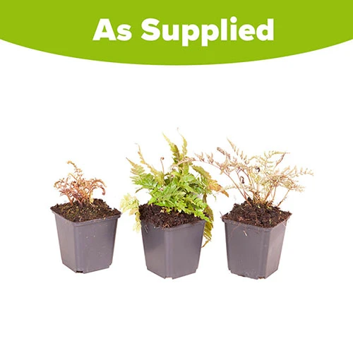 Colourful Hardy Fern Collection - Image 5