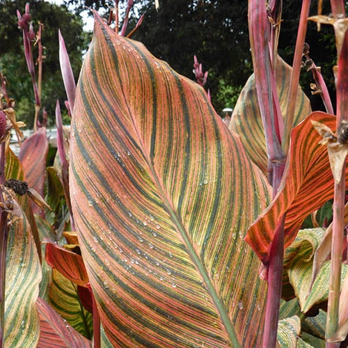 Canna 'Tropicanna' 9cm - Image 2
