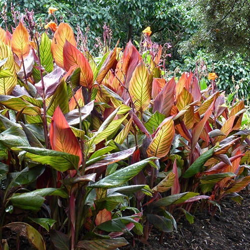 Canna 'Tropicanna' 9cm - Image 3