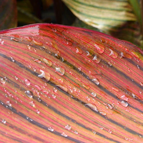 Canna 'Tropicanna' 9cm - Image 4