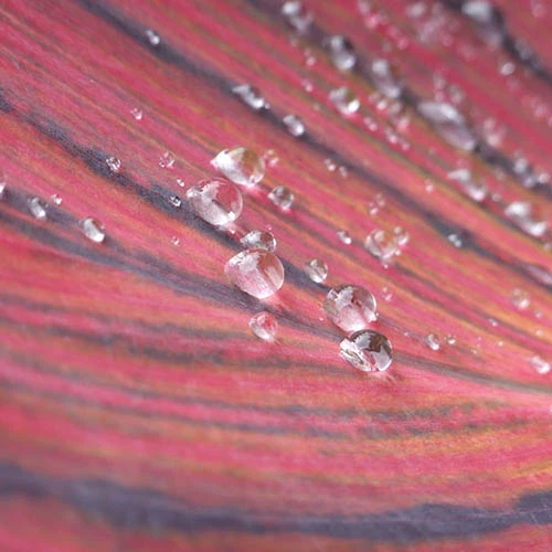 Canna 'Tropicanna' 9cm - Image 6