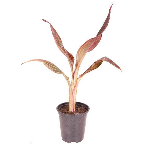 Canna 'Tropicanna' 9cm - Image 7