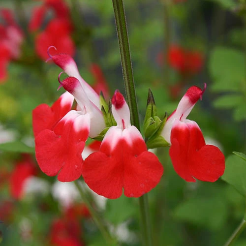 Salvia 'Lips' Collection - Image 2
