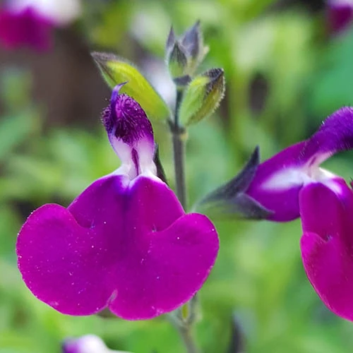 Salvia 'Lips' Collection - Image 3