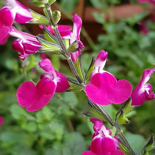 Salvia 'Lips' Collection - Image 4