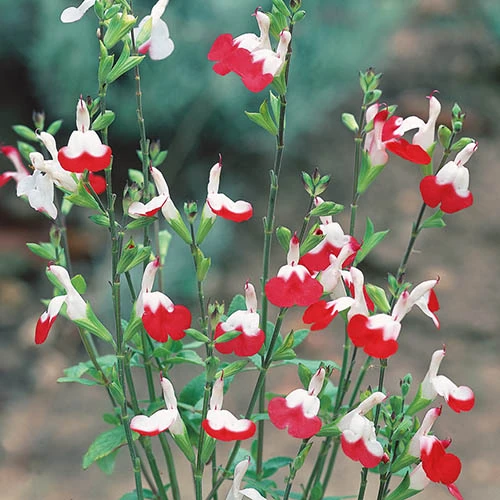 Salvia 'Lips' Collection - Image 5