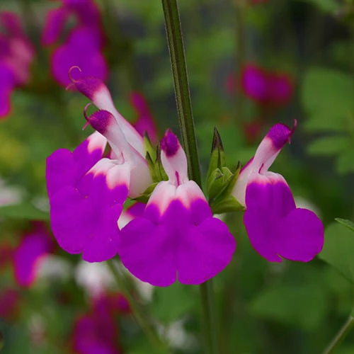 Salvia 'Lips' Collection - Image 6