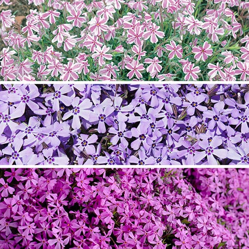 Carpet Phlox Collection - Image 2