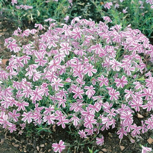 Carpet Phlox Collection - Image 3