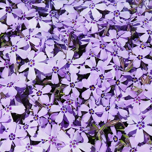 Carpet Phlox Collection - Image 4