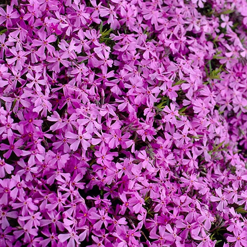 Carpet Phlox Collection - Image 5