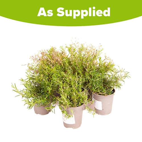 Carpet Phlox Collection - Image 6