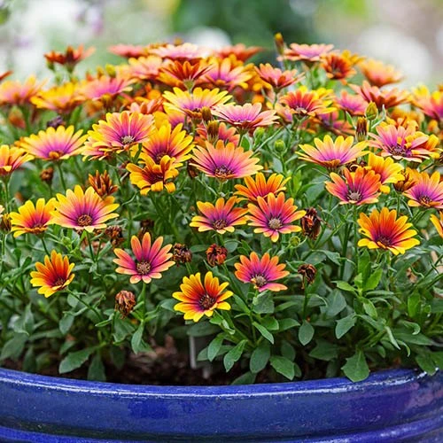 African Daisy Osteospermum 'Purple Sun' - Image 2