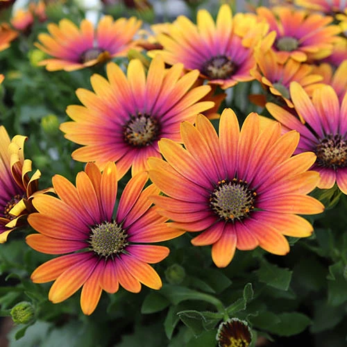 African Daisy Osteospermum 'Purple Sun' - Image 3