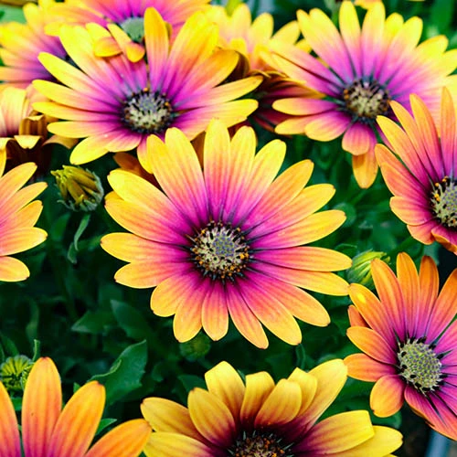 African Daisy Osteospermum 'Purple Sun' - Image 5