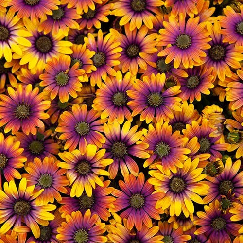 African Daisy Osteospermum 'Purple Sun' - Image 6