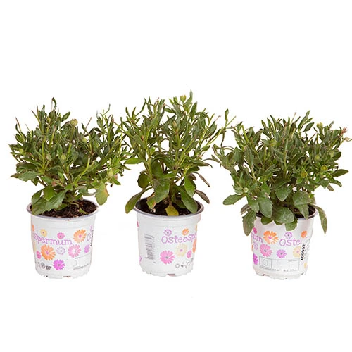 African Daisy Osteospermum 'Purple Sun' - Image 7