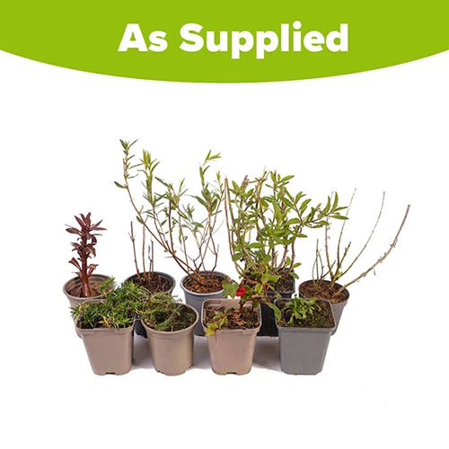 Hardy Perennial Plant Lucky Dip - Image 6