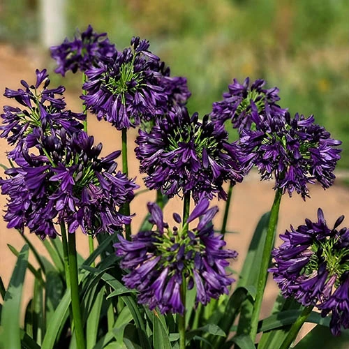 Agapanthus 'Black Jack' - Image 2