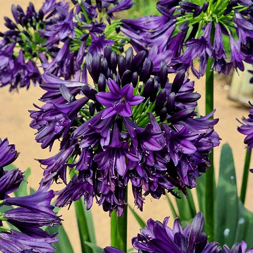 Agapanthus 'Black Jack' - Image 3