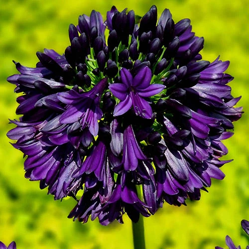 Agapanthus 'Black Jack' - Image 4