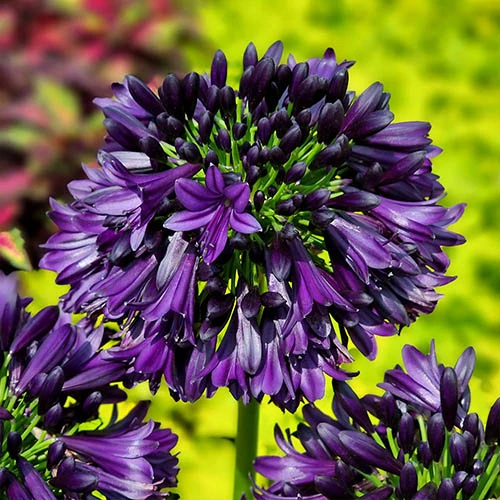 Agapanthus 'Black Jack' - Image 5