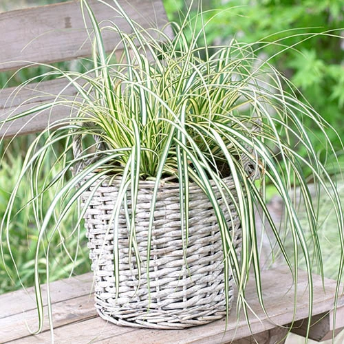 Ornamental Grasses Collection - Image 2