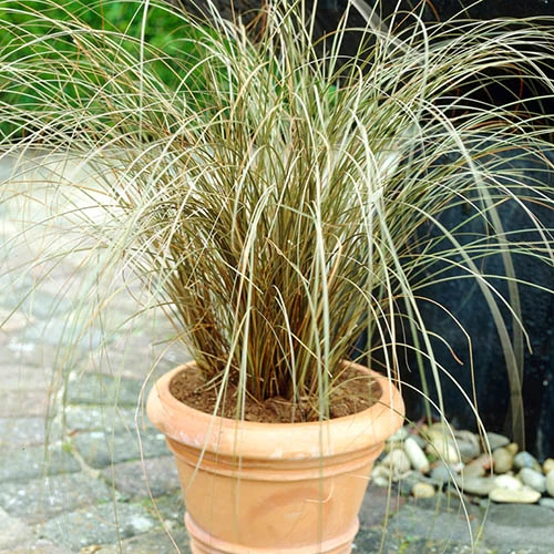 Ornamental Grasses Collection - Image 3