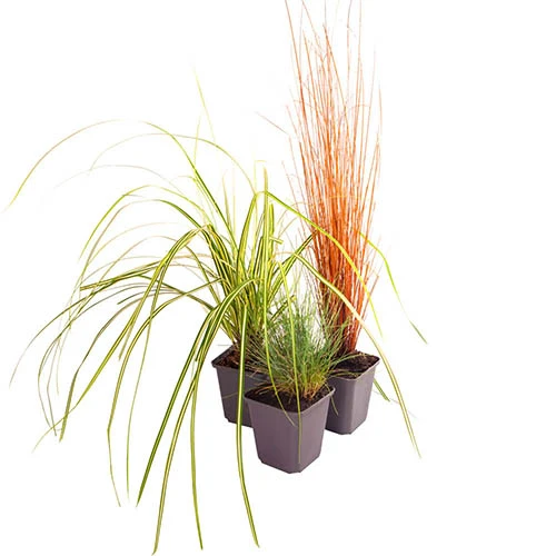 Ornamental Grasses Collection - Image 5