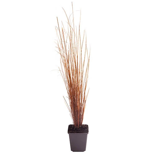 Ornamental Grasses Collection - Image 6