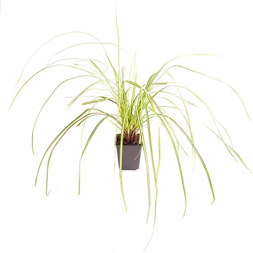 Ornamental Grasses Collection - Image 7