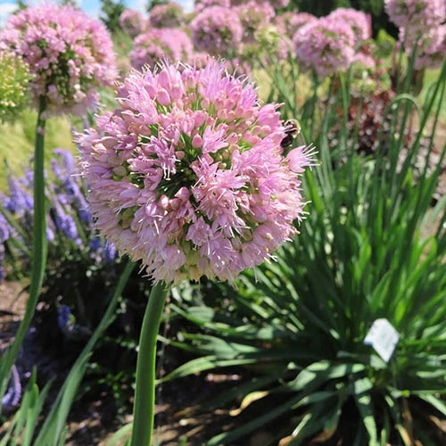 Allium Bubble Bath - Image 2